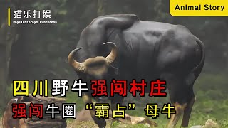 四川野牛闖入村莊，將母牛霸占！專家警告：打了還要坐牢！ #动物大战 #动物奇闻 #动物报恩 #动物袭击 #动物趣事