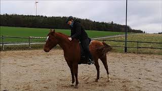 Cindy Schwind - Quarter Horse Eddie - freies reiten am Halsring - Basics