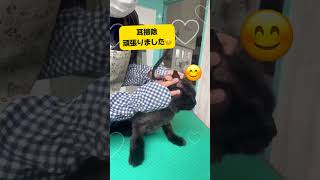 ミックス　LUNAちゃん☆爪切り＋耳掃除ご利用🐾#shorts