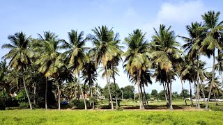 1 Acre 26 Gunta land for sale at near Bangalore highway Srirangapatna ( 7349265213 )