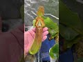 nepenthes truncata titans tower shorts