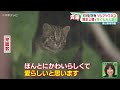 【ツシマヤマネコ】９月２８日まで特別公開　名古屋・東山動植物園