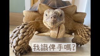 [盾臂龜] 肥B🐢識俾手嗎?