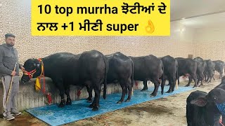 10 top murrha ਝੋਟੀਆਂ ਦੇ ਨਾਲ +1 ਮੀਣੀ super 👌