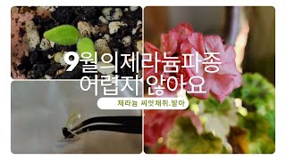 9월의 제라늄씨앗채취,발아,파종까지의_기록_