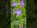 キキョウソウの花　 shorts 桔梗草 （ききょうそう） 北アメリカ原産の帰化植物 １年草