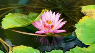 儚くも美しき泥中に咲く蓮の花/Lotus flowers blooming in the ephemeral and beautiful mud