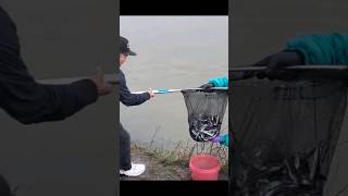 Let's Go Scoop Smelt Fish 02/15/24 At Cowlitz River WA #fish #smeltfish