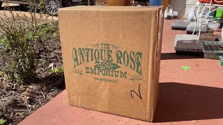 Unboxing Antique Rose Emporium Order