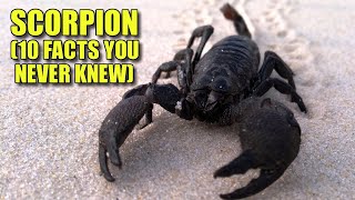 Scorpion 10 Facts You Never Knew