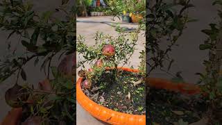 डाळिंब/pomegranate🍊#short#bonsai#gardening #plant #nature #garden #