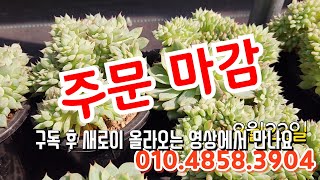 [8월22일]분채배송✨️카드결제가능! 새로 들어온 육이와 잘 다져진 매장육이들 모음 #01048583904 #전국택배가능