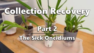 Orchid Collection Recovery - Part 2: The Sick Oncidiums