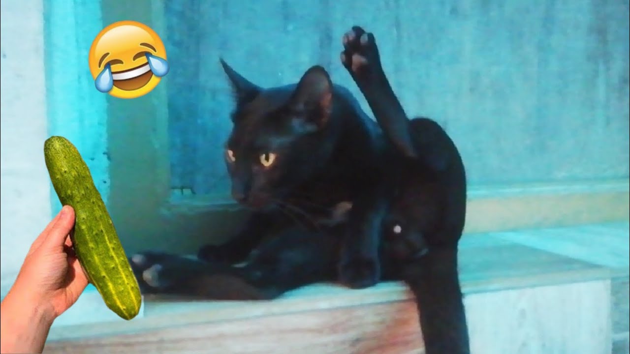Funny Catёяшбcute Moments Cute Pet Black Catёяш Youtube