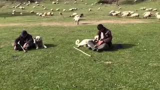 Tokat Topçam Yaylası