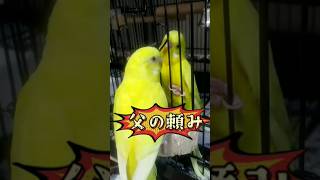 【インコ】父からのお願い　（すぐに部屋に戻ってしまい、大好きな小松菜を食べ損ねた後なのでこんな会話かも⁉）ぴっちゅ　ぷりん🍮とぱいん🍍#インコ #shorts