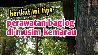 Perawatan baglog di musim kemarau