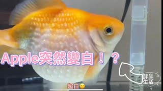 丸子三兄弟｜#珠鱗 #金魚