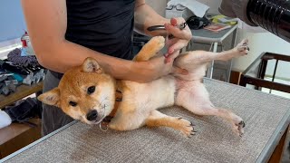 【子犬】２回目のトリミングサロン！６ヶ月の豆柴をグルーミング！！