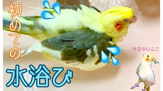 【水浴び】初めて、水浴びに挑戦！仕草がいちいち可愛いオカメインコ　Cockatiel bathing for the first time