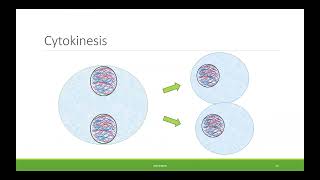 BIO100 Chapter 7 - The Cellular Basis of Inheritance