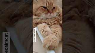 The Best of Me_my Persian cat Pesho #shorts #cat #trending