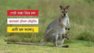 পেটে বাচ্চা নিয়ে চলা অসাধারণ চৌকশ দৌড়বিদ প্রানী হল ক্যাঙ্গারু - Life of Kangaroo - চিড়িয়াখানা