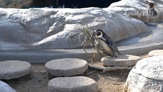 海響館 フンボルトペンギン つまみ出される！