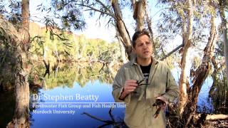 Pilbara Freshwater Fishes 2014