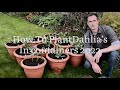 How To Plant Dahlias In Containers 2022, Growing Dahlias in Pots, Get Gardening