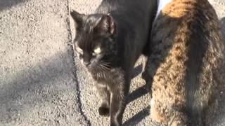 谷中だんだん猫の10年-2009/12/15