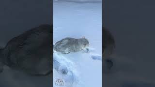 Silver cat Joy hops through the snow like a hare | This is Canada  #snowcat #silverchinchilla