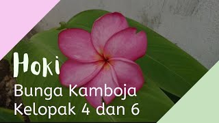 Peruntungan Bunga Kamboja Kelopak 4 & 6