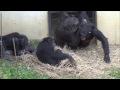 chimpanzees miru anna u0026 mikan nesting at tama zoo