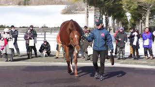 ヤマカツエース Yamakatsu Ace - アロースタッド種牡馬展示会2019