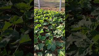 మా చిన్న కూరగాయల తోట #localfarm #farming #vegitablegarden #gardening #hobby #passion #ashortaday