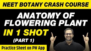 Anatomy of Flowering Plants in 1 Shot (Part 1) - All Theory, Tricks \u0026 PYQs | Class 11 | NEET