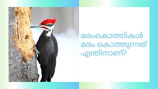 Maramkothikal Maram Kothunnath Enthu Kondu? | Why Do Woodpeckers Peck Wood? | Malayalam