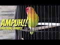 Ampuh banget! Suara pancingan lovebird ngekek panjang pasti langsung nyaut