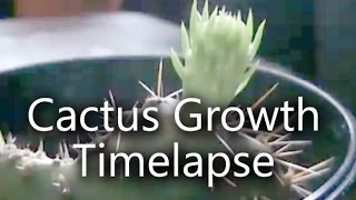 16 Day Opuntia Prickly Pear Cactus Growth Timelapse