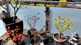 Japanese Maples - Spring!...It´s about time - Acer Palmatum Katsura, Coral Pink - April 20, 2021