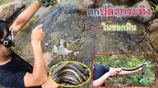 ตกปลากระทิงในซอกหิน ตกง่ายๆขอแค่เจอตัว ปลากระทิงใหญ่ปลากระทิงในลำห้วย