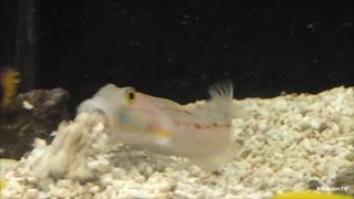 【何これ可愛い】砂を掘り続ける魚