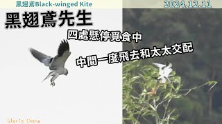 20241211 （1）黑翅鳶先生四處懸停覓食中，中間一度飛去和太太交配【黑翅鳶Black-winged Kite】