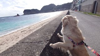 独身社長の海暮らし。満喫できず。大型犬ゴールデンレトリバーティト