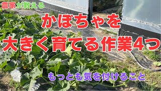 かぼちゃの育て方、つるの整理の仕方と大きく育てるコツと気を付けること