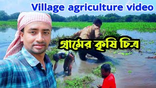 গ্রামের কৃষি চিত্র || Village agriculture video || Village video Bangladesh #agriculture #village