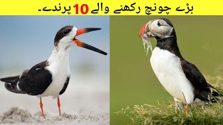 अजीबोगरीब चोंच के मालिक हैं ये पक्षी || Top 10 Birds with weird beaks || Birds With Strange Beaks.