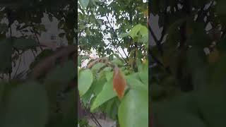 এমন সুন্দর কামরাঙা  গাছ।#kamranga #share #gardeningadvice #like #subscribe #minivlog