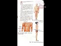 median plane sagittal plane coronal plane horizontal plane